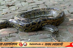 1697884133.PANCHAGARH PYTHON PIC 6