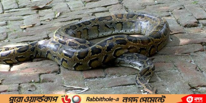 1697884133.PANCHAGARH PYTHON PIC 6