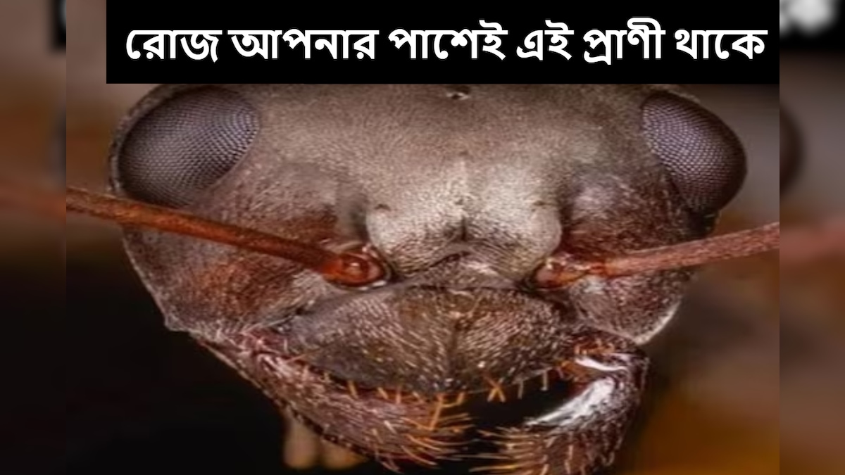 Viral Ant close up image now viral in social media 1