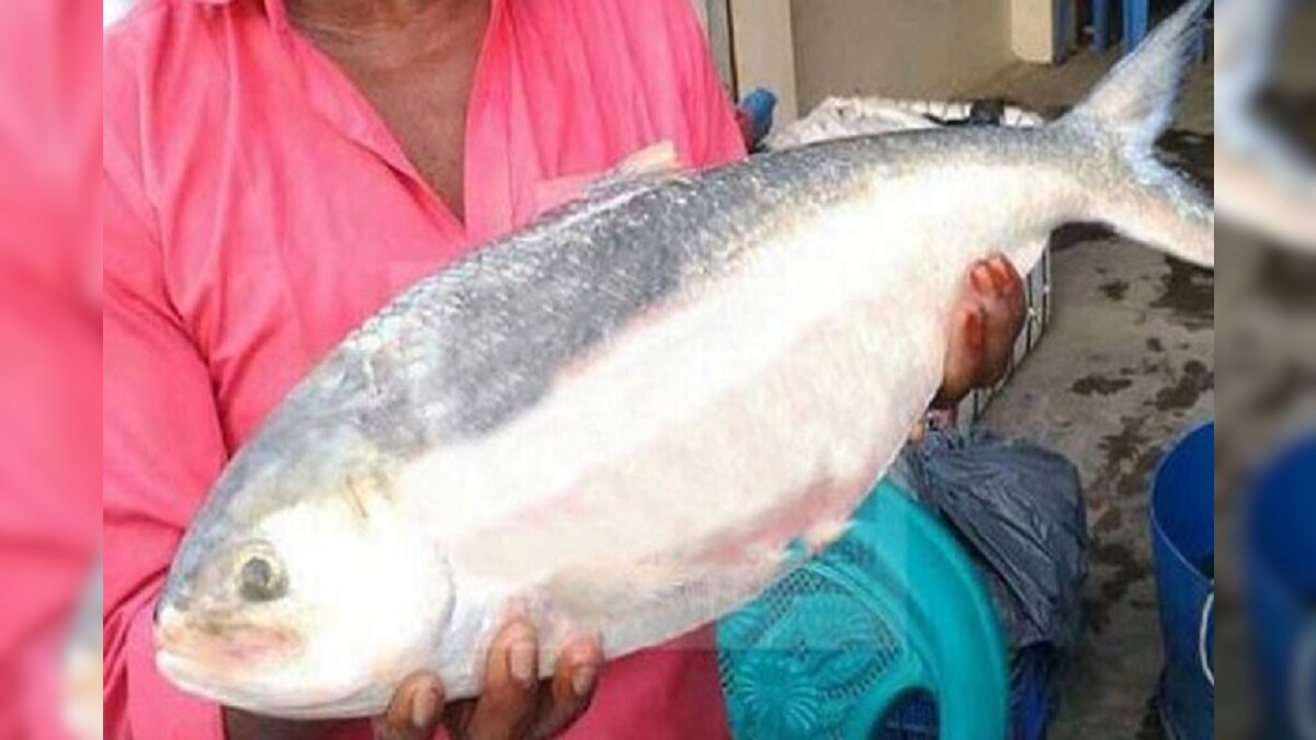 big size hilsa 1 1